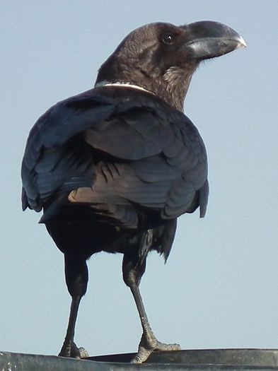 White-necked_Raven_Corvus_albicollis_Tanzania_3909_cropped_Nevit - x34-Corbul