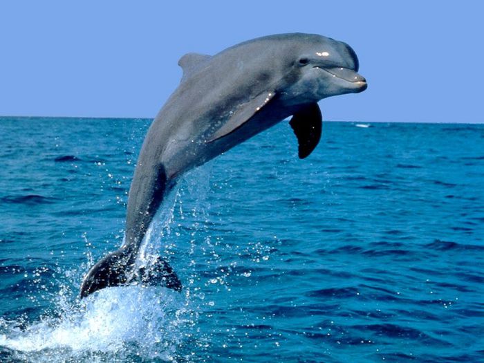 delfin (1) - x35-Delfinul