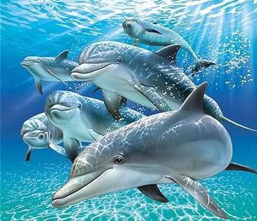 delfin (4) - x35-Delfinul