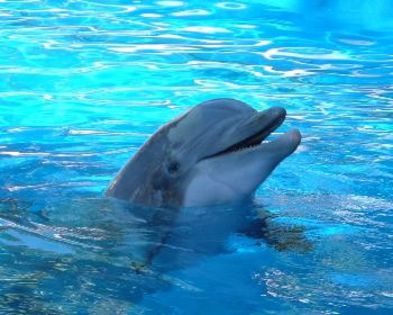 Delfin lindo