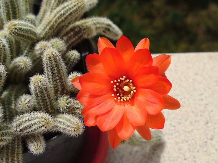 Chamaecereus silvestrii - Cactusi si altele