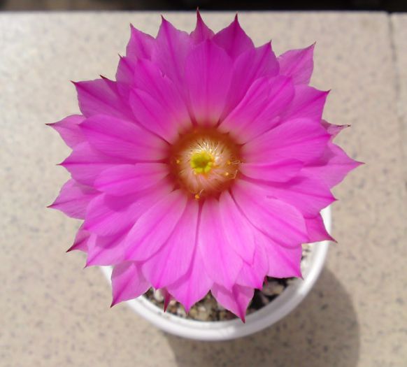 Echinocereus metornii