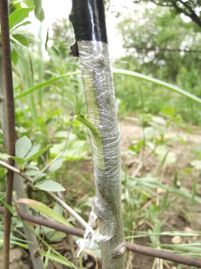 DSCF3151 - Ab_ altoiri 2013 -evolutii-probleme