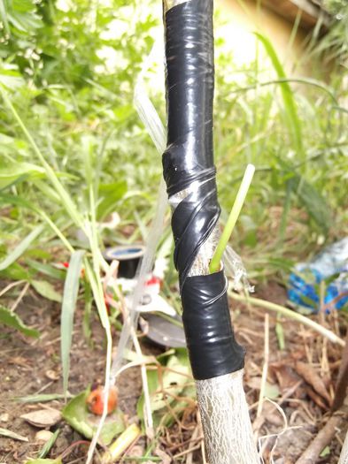 DSCF3153 - Ab_ altoiri 2013 -evolutii-probleme