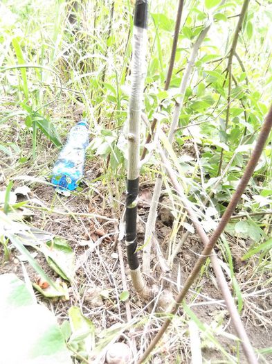 DSCF3154 - Ab_ altoiri 2013 -evolutii-probleme