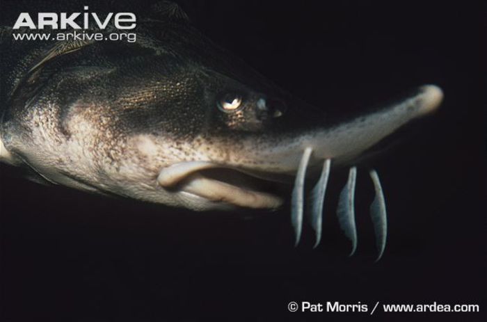 Lake-sturgeon-showing-barbels