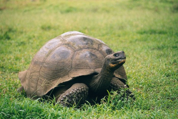 Galapagos_Geochelone_nigra_porteri