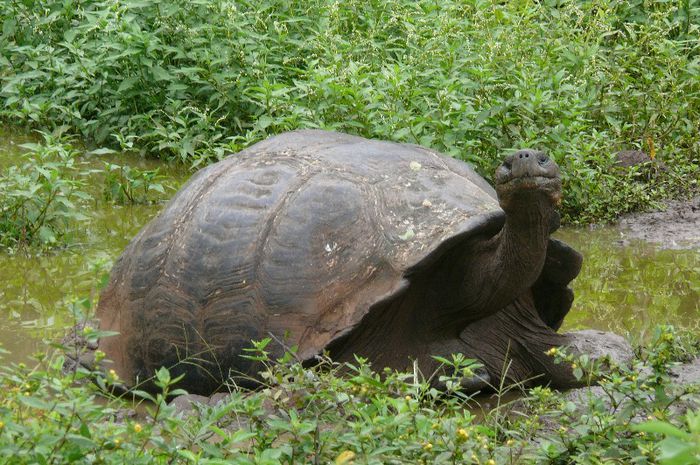 Geochelone_nigra_porteri_1 - x41-Broasca testoasa de Galapagos