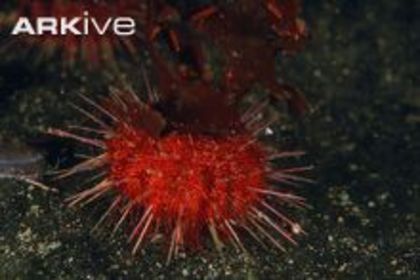Antarctic-sea-urchin - x42-Ariciul rosu de mare