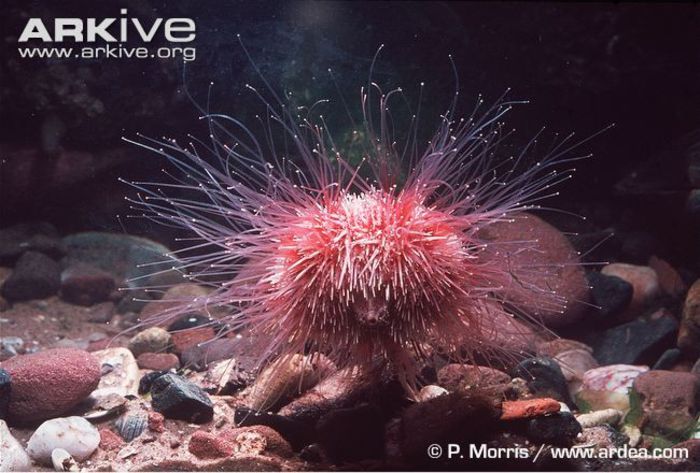 Edible-sea-urchin - x42-Ariciul rosu de mare