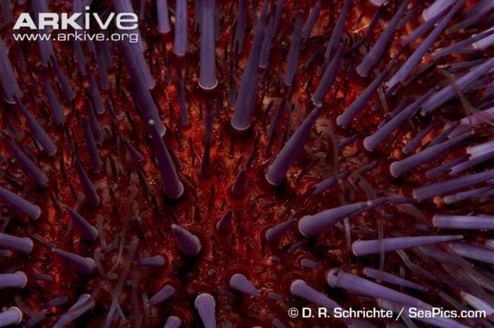Purple-sea-urchin-spine-detail - x42-Ariciul rosu de mare