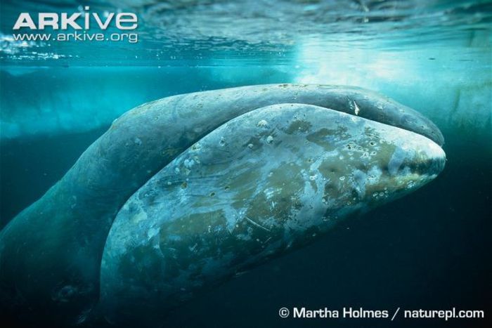 Bowhead-whale