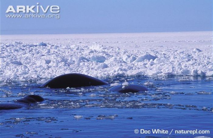 Bowhead-whale-amongst-ice-sheets