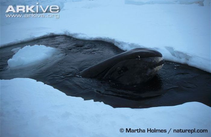 Bowhead-whale-at-blow-hole - x44-Balena de Groenlanda