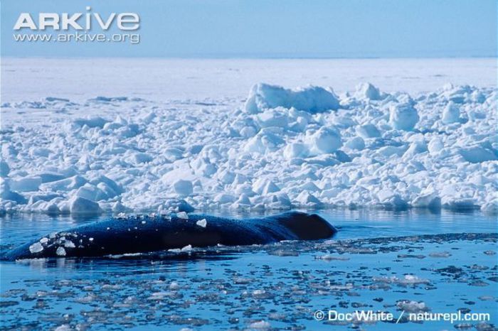 Bowhead-whale-at-surface - x44-Balena de Groenlanda