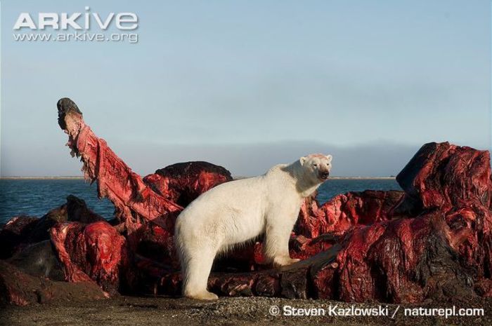 Bowhead-whale-carcass-with-polar-bear-scavenging-meat - x44-Balena de Groenlanda