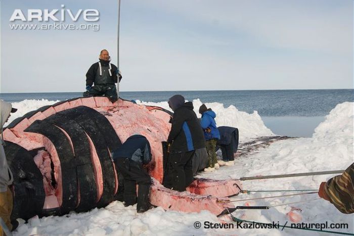 Bowhead-whale-caught-by-Inuit-subsistence-whalers - x44-Balena de Groenlanda