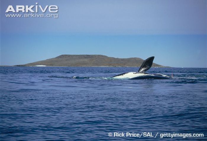 Bowhead-whale-fin-slapping