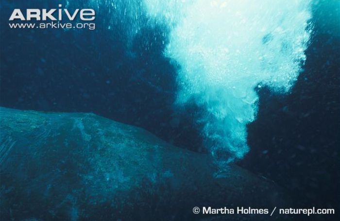 Bowhead-whale-releasing-air-underwater - x44-Balena de Groenlanda