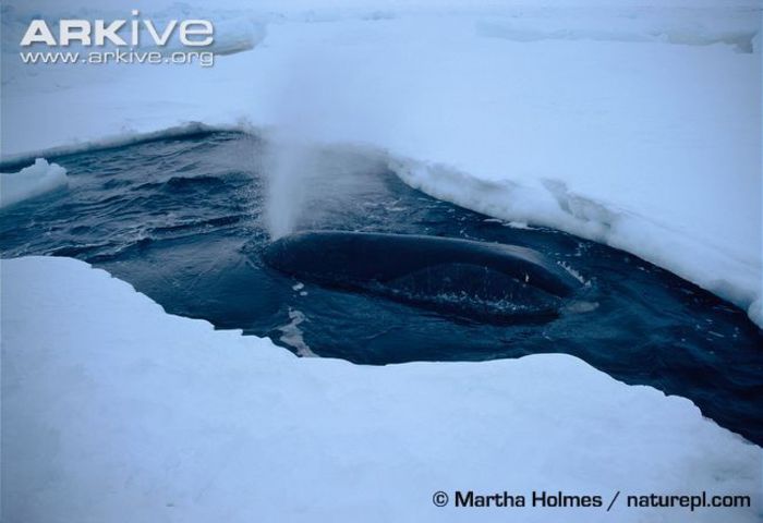 Bowhead-whale-spouting-at-blowhole