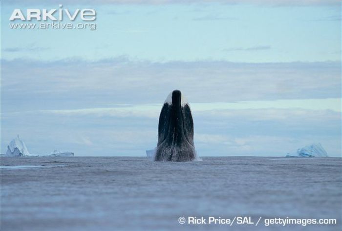 Bowhead-whale-spyhopping - x44-Balena de Groenlanda