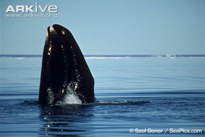 Bowhead-whale-spyhopping (1) - x44-Balena de Groenlanda