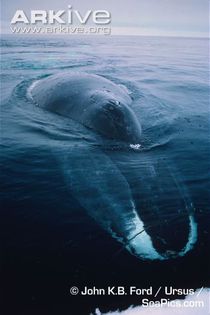Bowhead-whale-surfacing