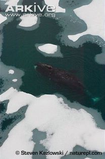 Bowhead-whale-surfacing-between-ice-flows - x44-Balena de Groenlanda