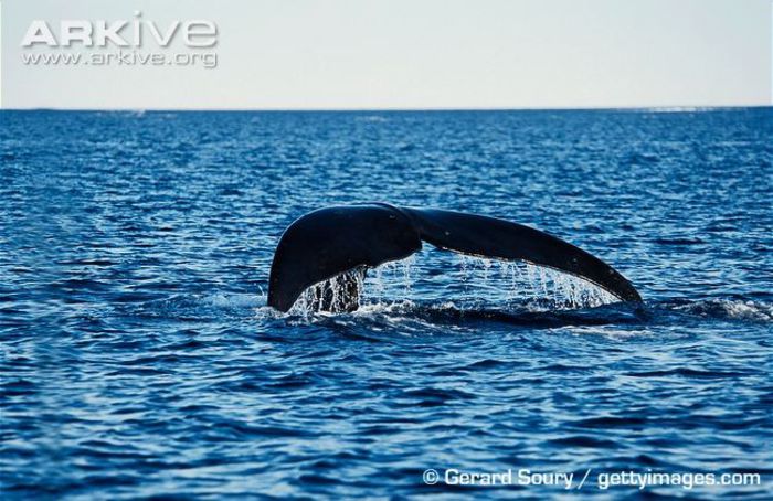 Bowhead-whale-tail