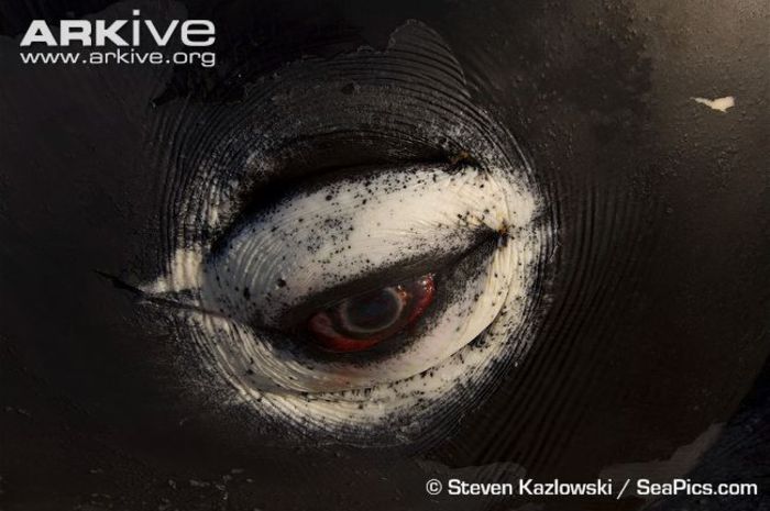 Eye-detail-of-caught-bowhead-whale - x44-Balena de Groenlanda