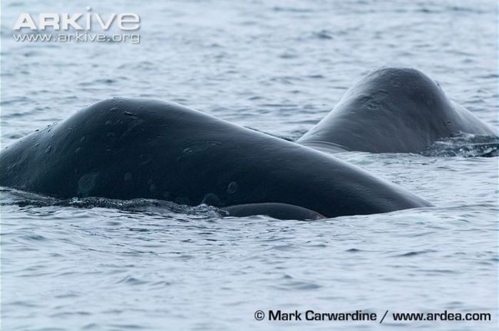 Two-bowhead-whales-surfacing - x44-Balena de Groenlanda