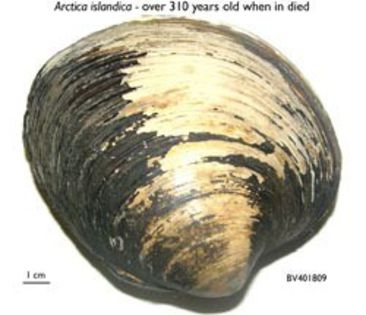 arctica_islandica1_72_10243 - x45-Scoica Quahog