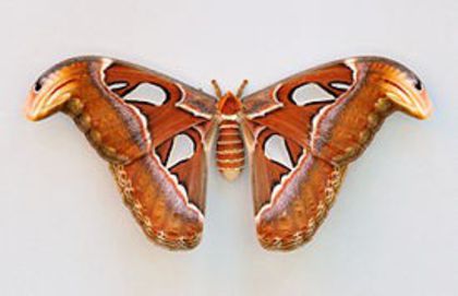 275px-Attacus_atlas_qtl1 - x01-Cel mai mare fluture
