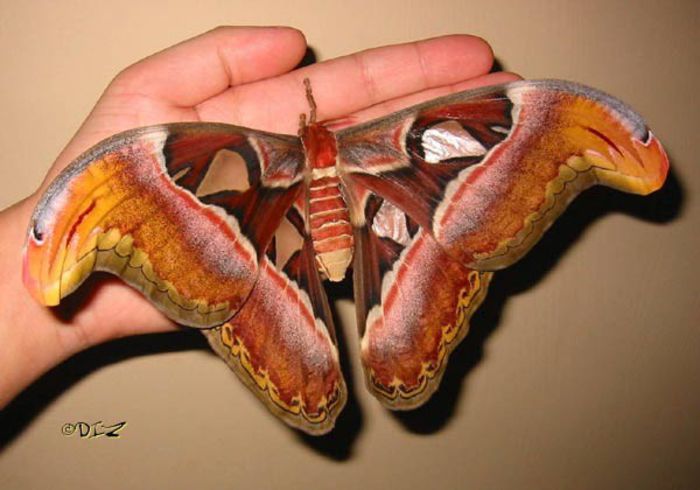 attacus_atlas_3 - x01-Cel mai mare fluture