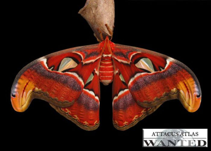 attacus-atlas-ok - x01-Cel mai mare fluture