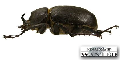 megasoma-sp-ok