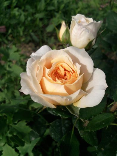 Photo1616 - Garden of roses