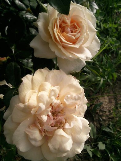 Photo1620 - Garden of roses