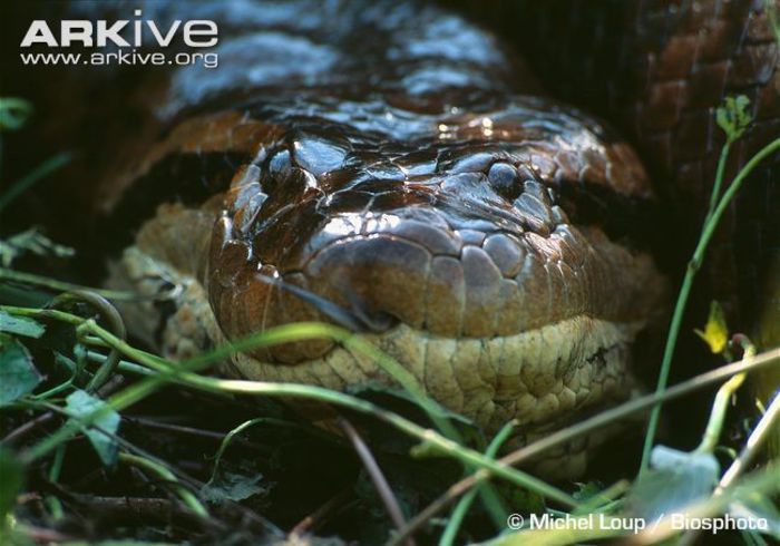 Green-anaconda-close-up - x04-Cel mai mare sarpe