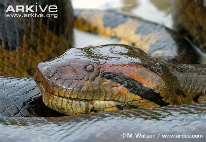 Green-anaconda-coiled-showing-head-detail - x04-Cel mai mare sarpe