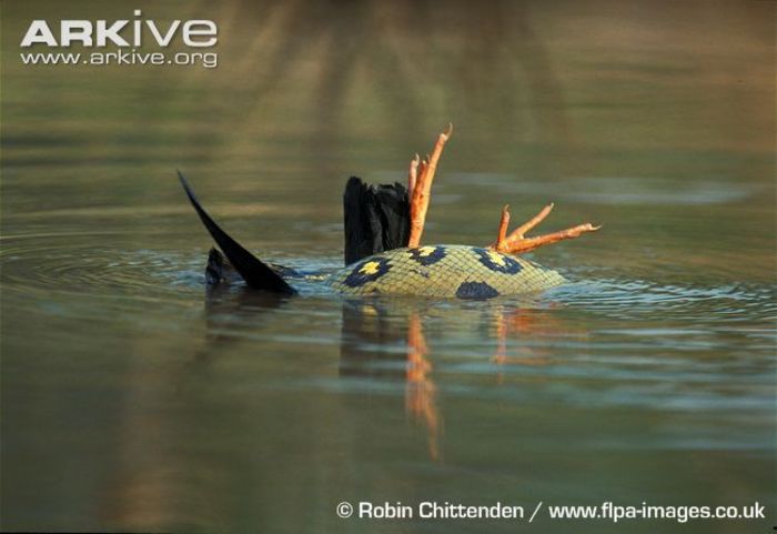 Green-anaconda-constricting-ibis-prey Green-anaconda-constricting-ibis-prey