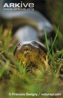 Green-anaconda-female