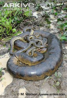 Green-anaconda-female-mating-with-3-males - x04-Cel mai mare sarpe