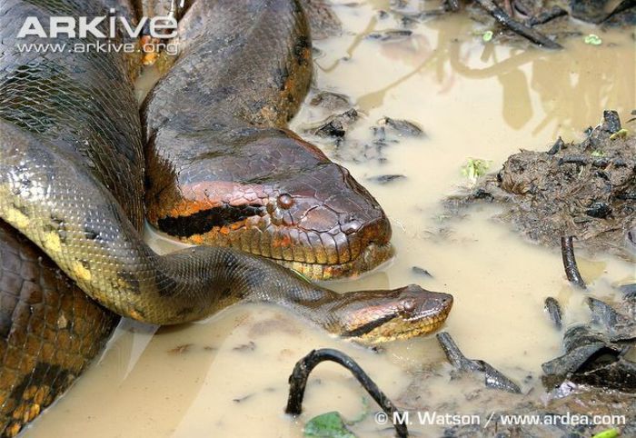 Green-anaconda-female-showing-sexual-dimorphism-beside-smaller-male - x04-Cel mai mare sarpe