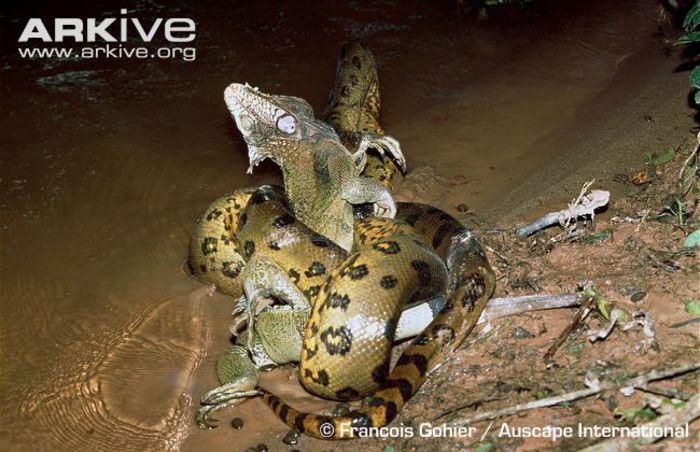 Green-anaconda-killing-common-iguana-prey