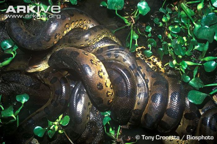 Green-anaconda-mating-ball