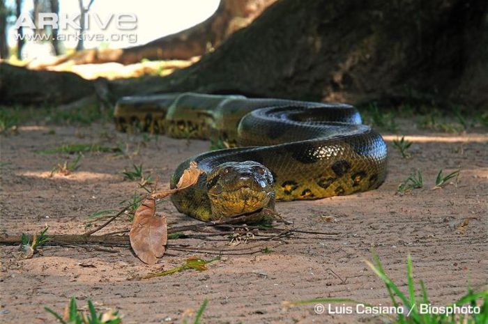 Green-anaconda-moving-over-sand