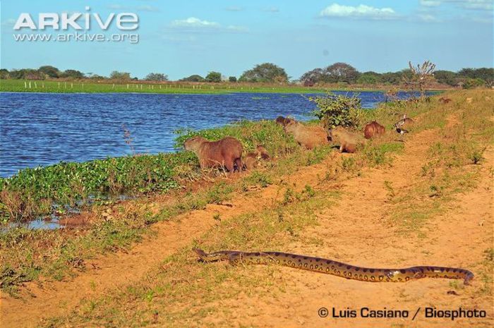 Green-anaconda-moving-past-alert-capybara - x04-Cel mai mare sarpe