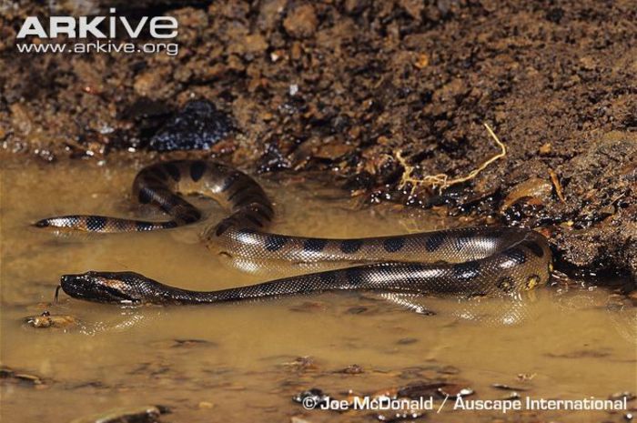 Green-anaconda-resting-in-water - x04-Cel mai mare sarpe