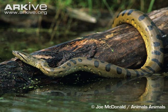 Green-anaconda-resting-on-tree-trunk